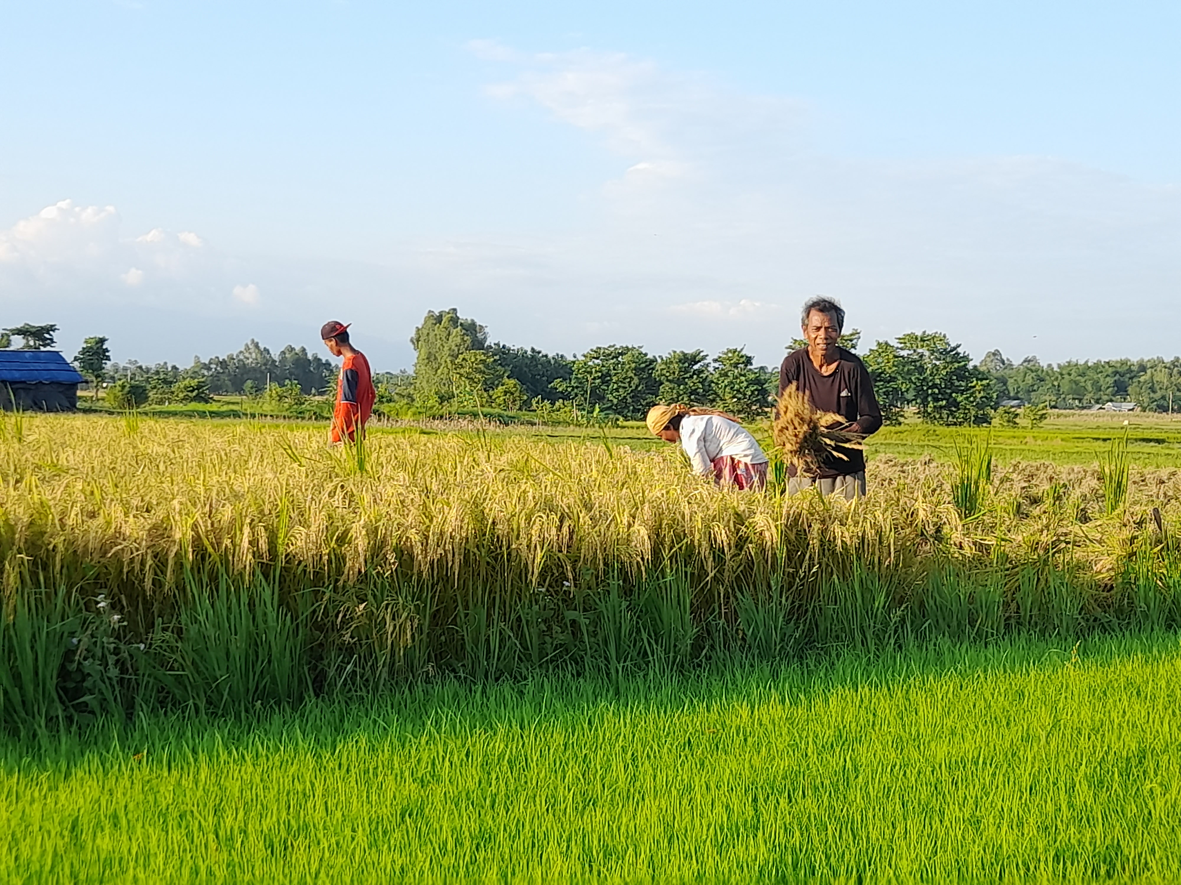 चैतेधानले पायो दोब्बर मूल्य, किसान उत्साहित